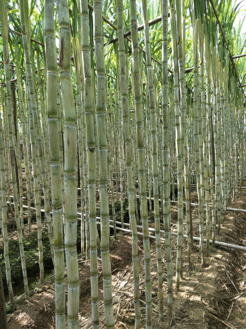 番禺甘蔗上市了，欢迎全国客户过来订购。