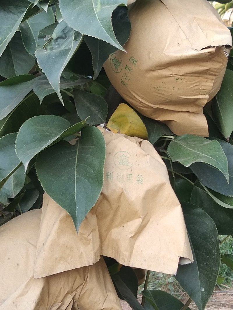 晚秋黄梨