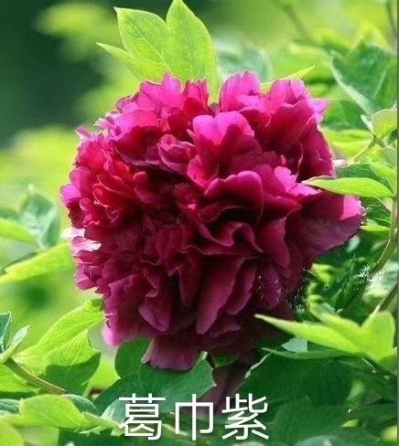 牡丹苗_山东精品观赏牡丹苗，一手货源，品种有保证