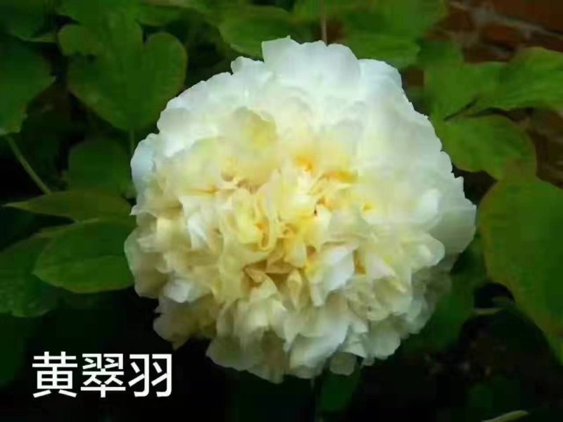 牡丹苗_山东精品观赏牡丹苗，一手货源，品种有保证