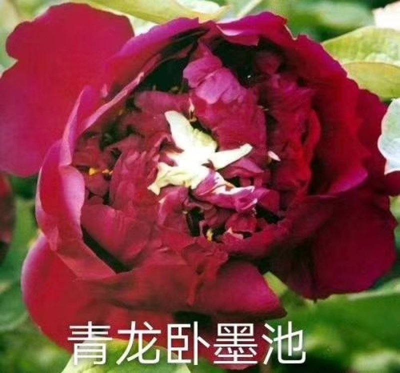 牡丹苗_山东精品观赏牡丹苗，一手货源，品种有保证