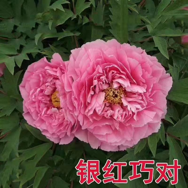 牡丹苗_山东精品观赏牡丹苗，一手货源，品种有保证