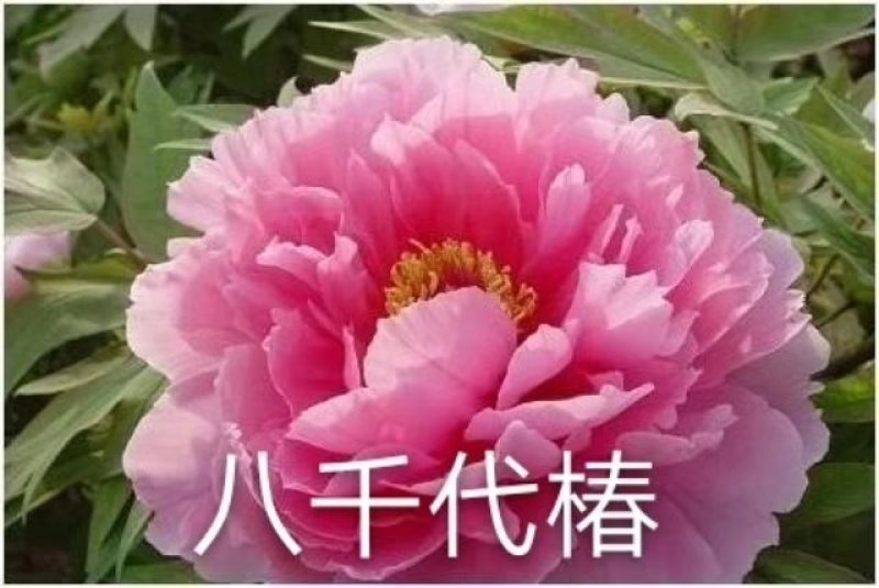 牡丹苗_山东精品观赏牡丹苗，一手货源，品种有保证
