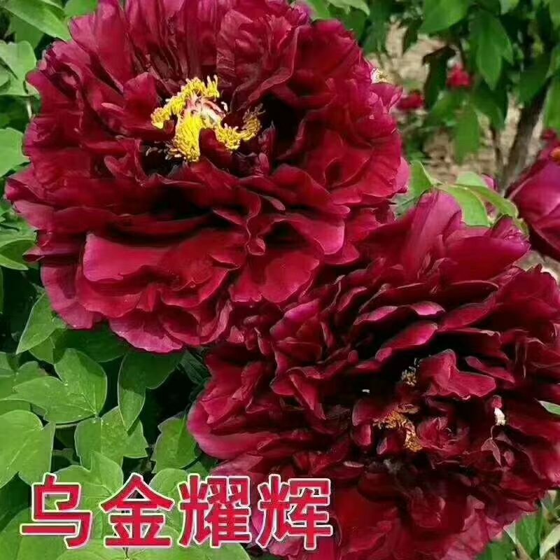 牡丹苗_山东精品观赏牡丹苗，一手货源，品种有保证
