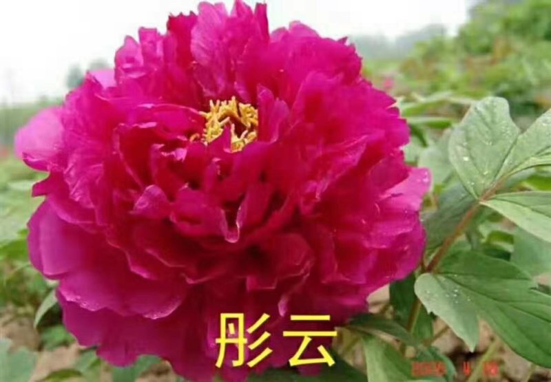 牡丹苗_山东精品观赏牡丹苗，一手货源，品种有保证