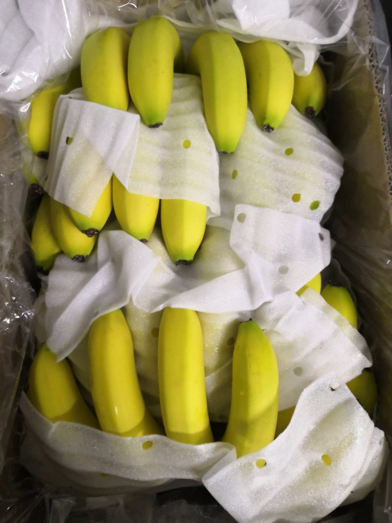 进口蕉菲律宾，国产蕉，广西，越南老挝