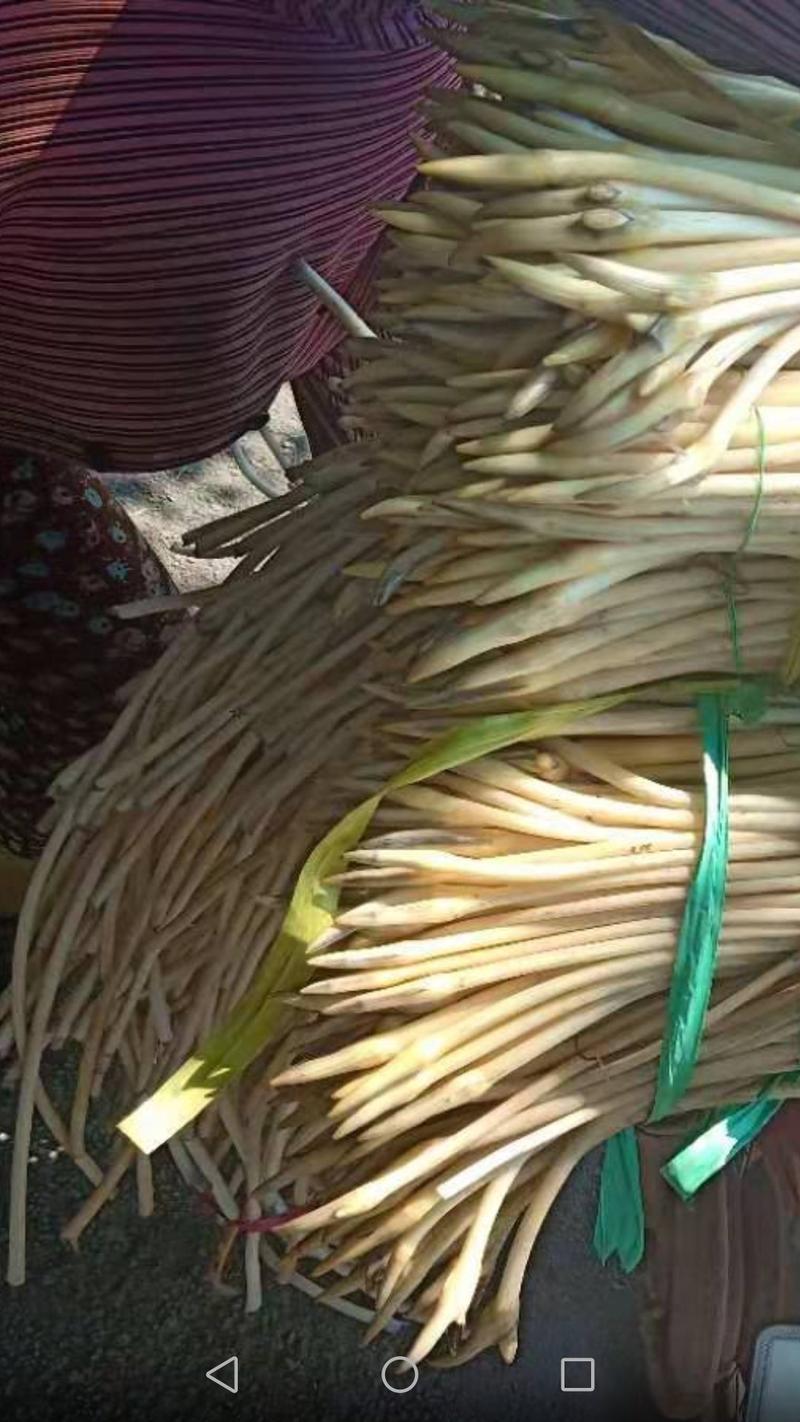 供应新鲜越南藕带，正常发货