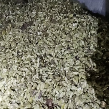 辛夷花中药材花类调料专用低于市场价质量有保证