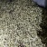 辛夷花中药材花类调料专用低于市场价质量有保证