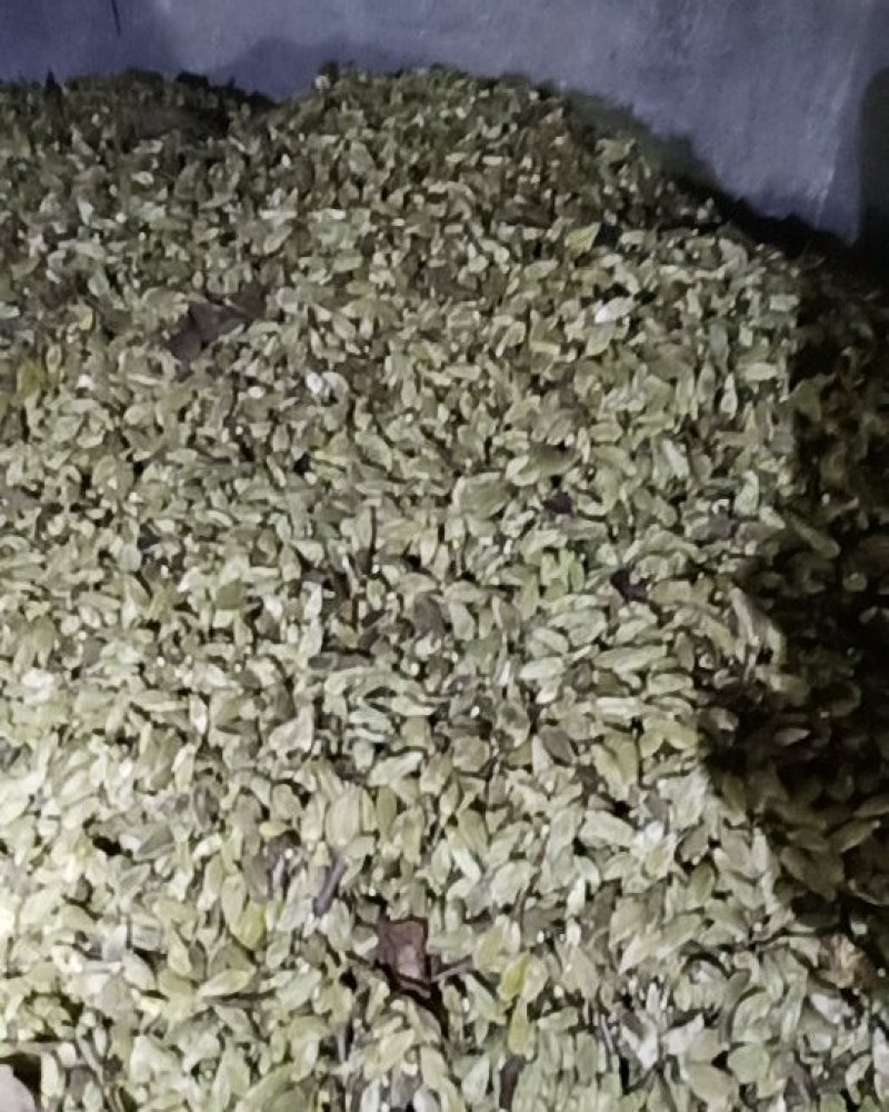 辛夷花中药材花类调料专用低于市场价质量有保证