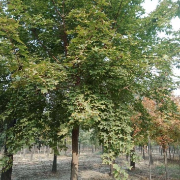 山东菏泽郓城县大量出售精品五角枫树