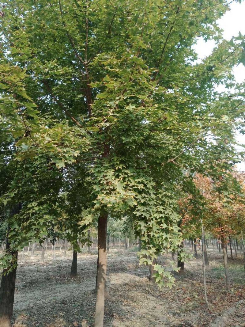 山东菏泽郓城县大量出售精品五角枫树
