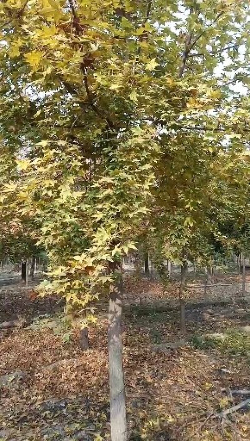 山东菏泽郓城县大量出售精品五角枫树
