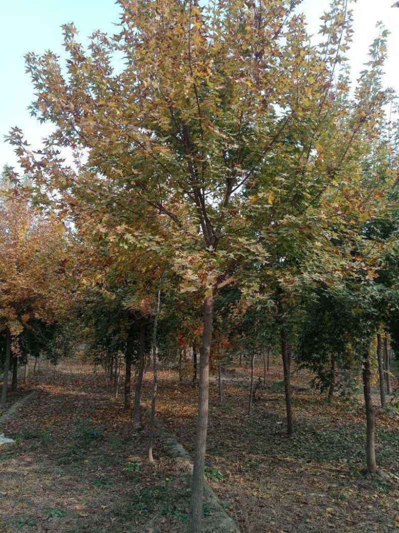 山东菏泽郓城县大量出售精品五角枫树