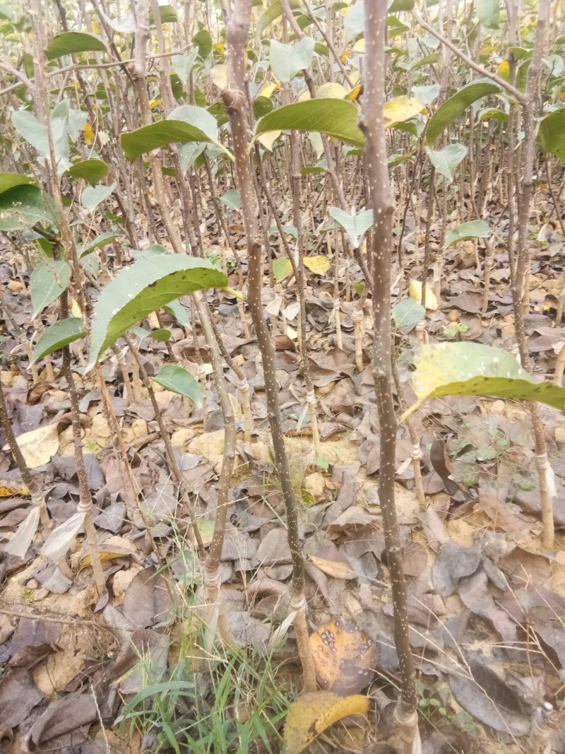 优质梨树苗，脆冠梨，秋月梨，圆黄梨，黄金梨