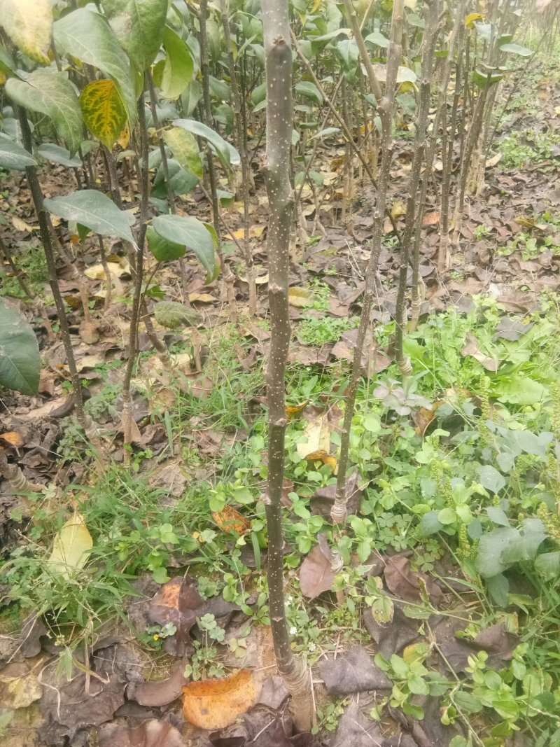 优质梨树苗，脆冠梨，秋月梨，圆黄梨，黄金梨