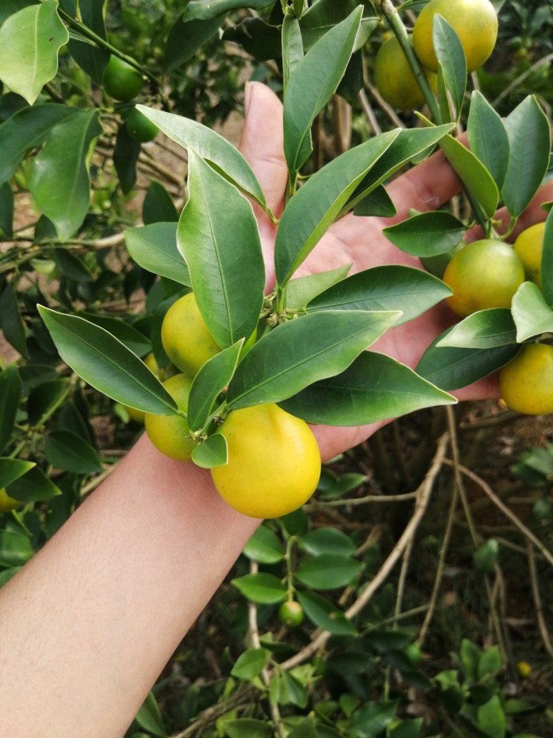 脆皮金桔