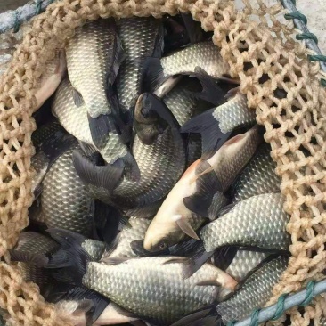 鲫鱼