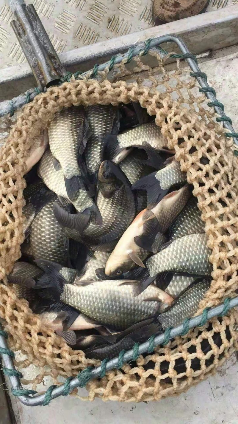 鲫鱼
