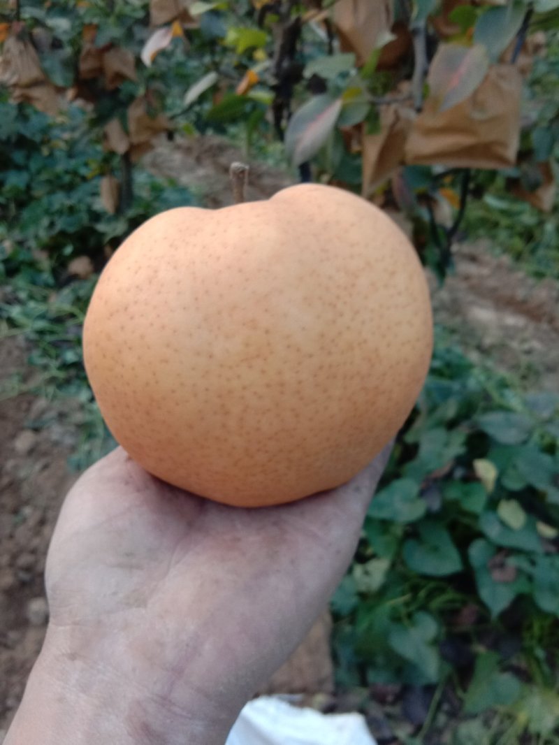 梨