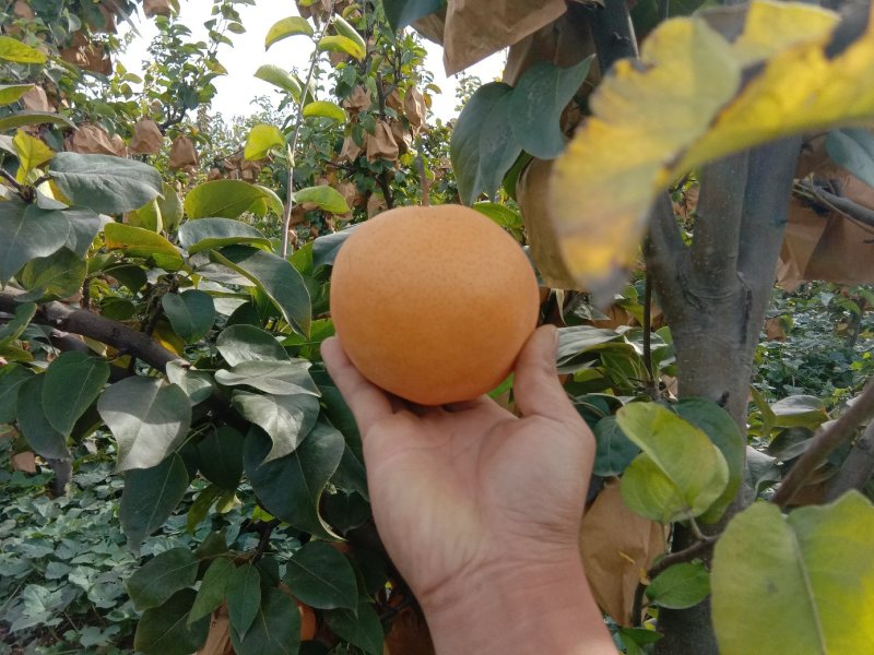 梨