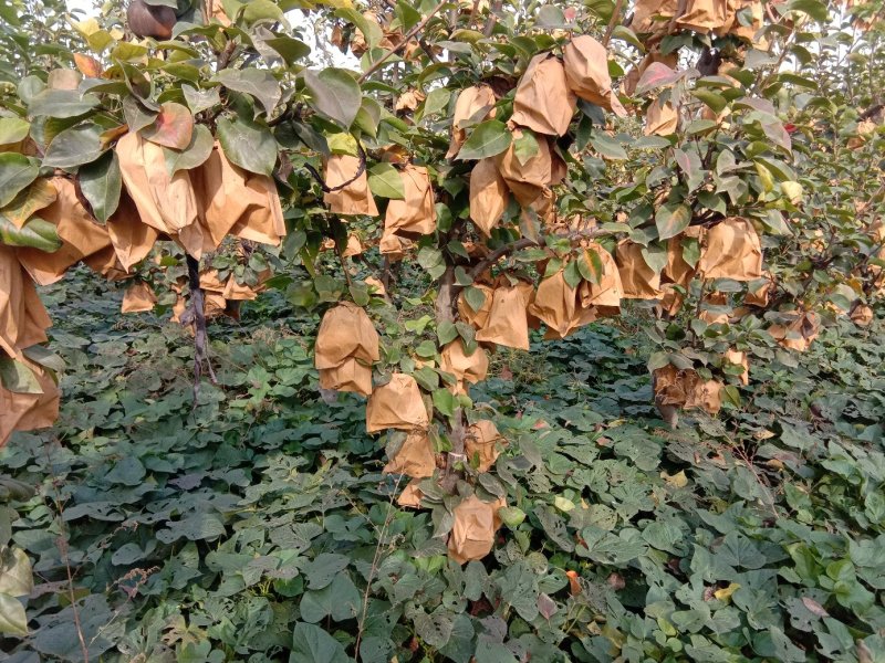 梨