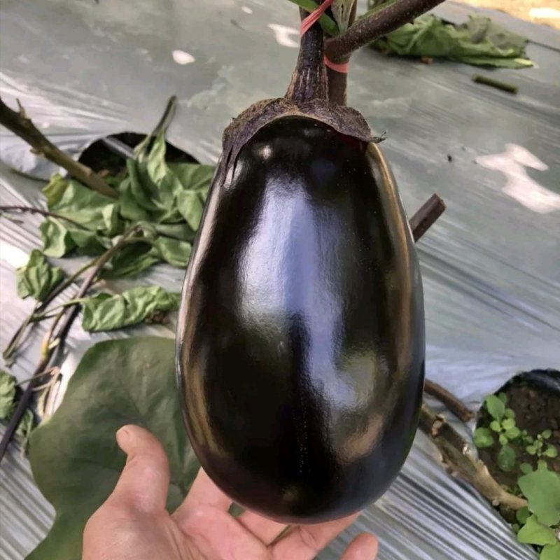 【善茄荷包二号】茄子种子早熟杂交耐病高产乌黑光亮基地包邮