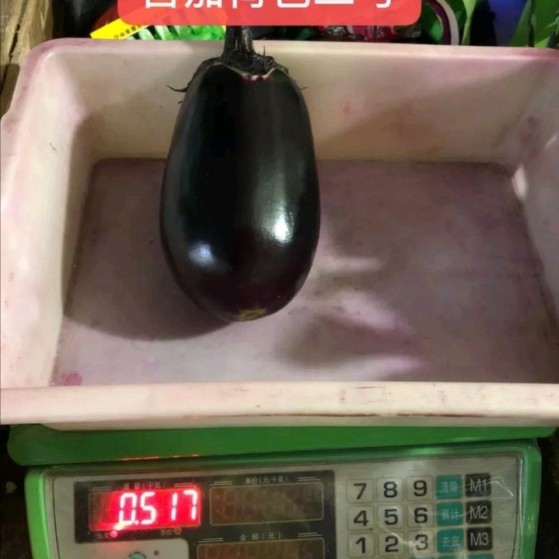 【善茄荷包二号】茄子种子早熟杂交耐病高产乌黑光亮基地包邮