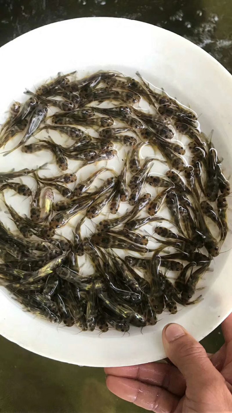 精品黄骨鱼苗黄颡鱼苗黄辣丁杂交黄骨鱼，全雄黄骨鱼