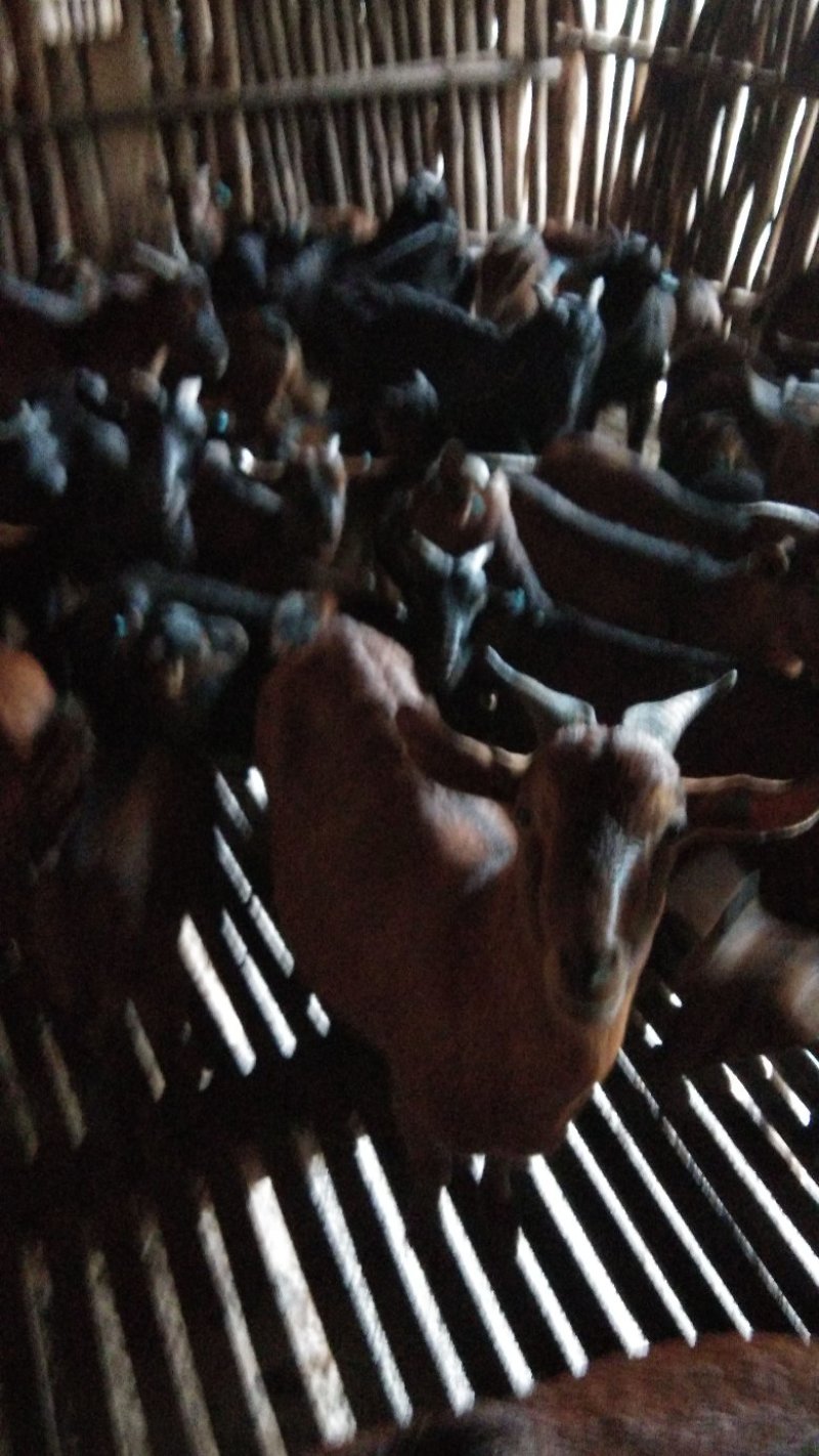 黑山羊种羊批发价格，三十斤以上优质品种，诚信经营，欢迎订购