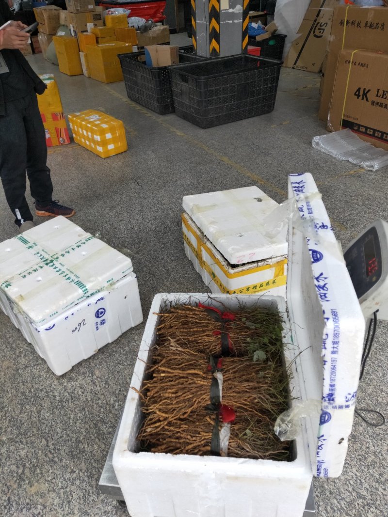 粉防己，别名土木香苗，江西道地品种高含量粉质性好