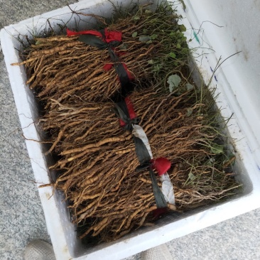 粉防己，别名土木香苗，江西道地品种高含量粉质性好