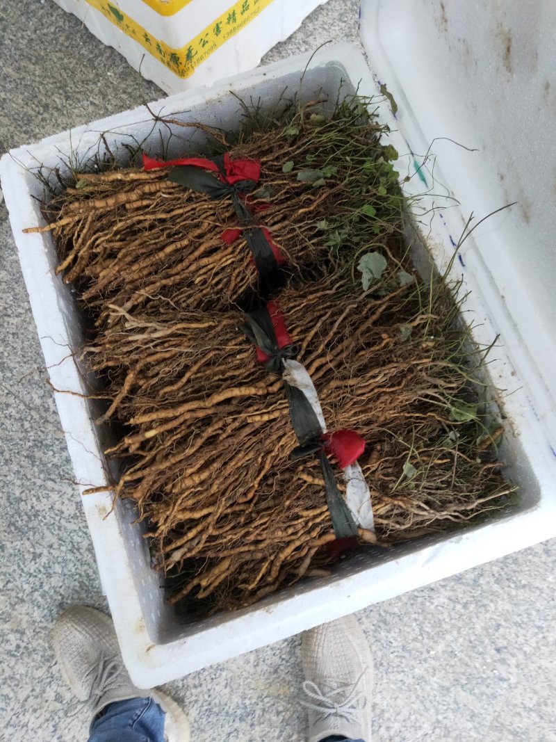 粉防己种子（土木香种子）培育高产粉防己种子苗