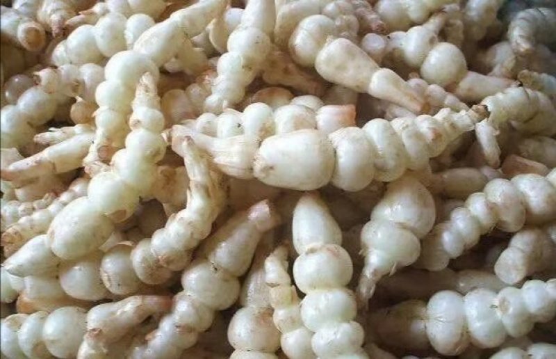 甘露子，宝塔菜，土人参