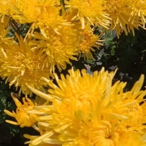 金丝菊