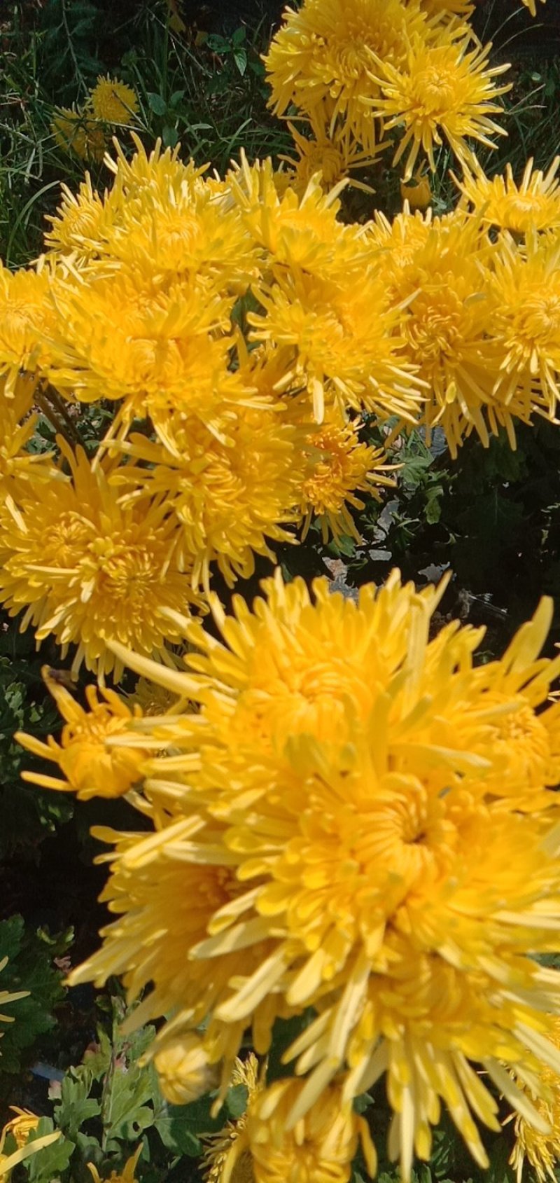 金丝菊