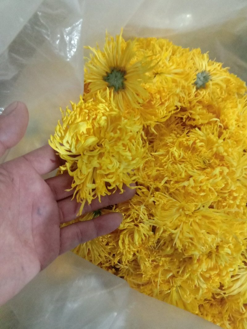 金丝菊