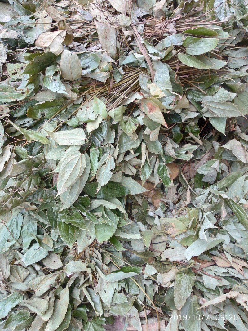 贵州铜仁野生中药材淫羊藿茎叶干货羊角叶产地直发仙灵脾干品
