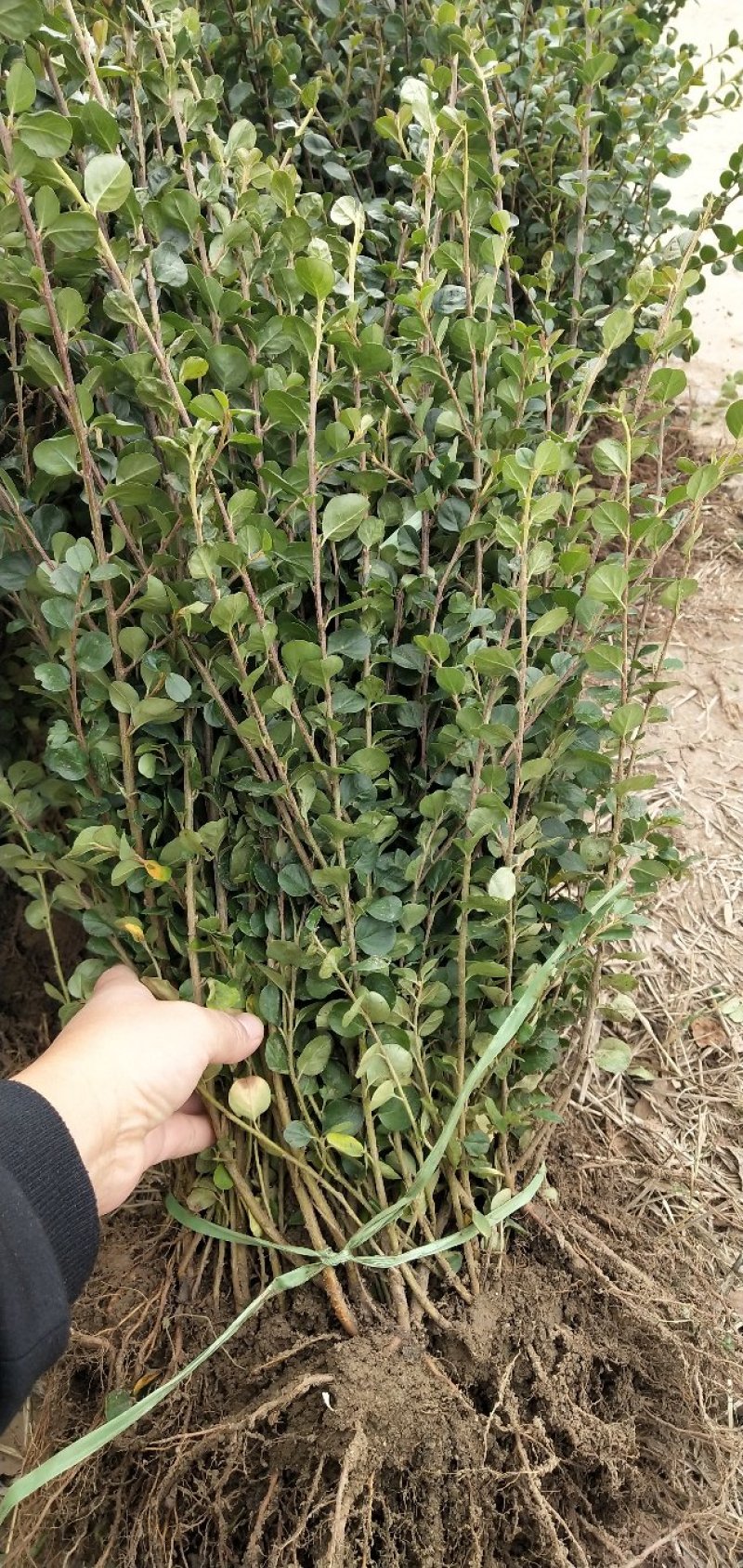 平枝栒子工程苗，还是制作盆景的好材料产地直销量大优惠