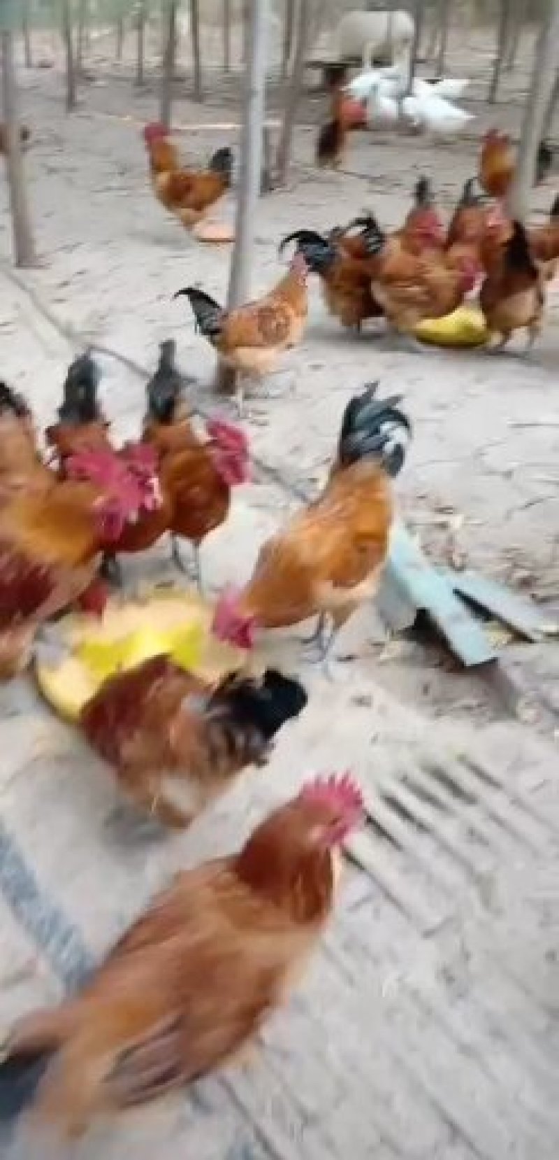 土鸡