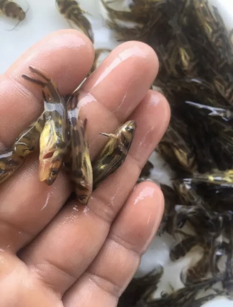 黄骨鱼，黄颡鱼，黄辣丁，水黄蜂，杂交黄骨鱼，包技术指导