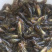 黄骨鱼，黄颡鱼，黄辣丁，水黄蜂，杂交黄骨鱼，包技术指导