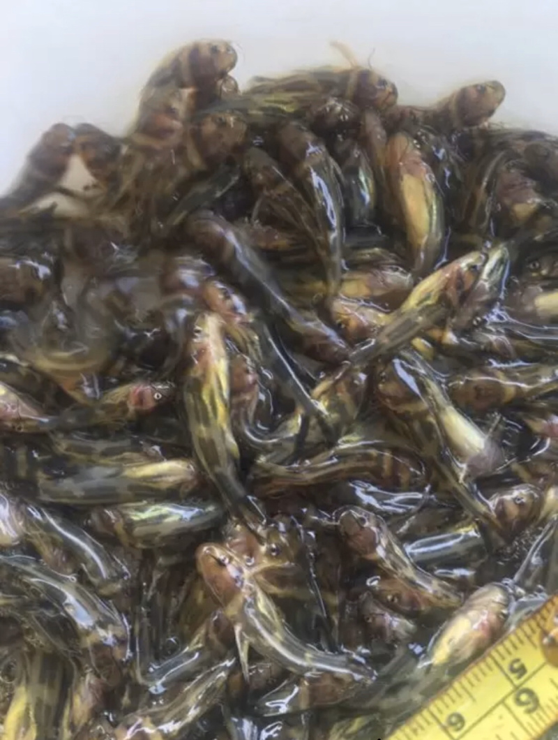 黄骨鱼，黄颡鱼，黄辣丁，水黄蜂，杂交黄骨鱼，包技术指导