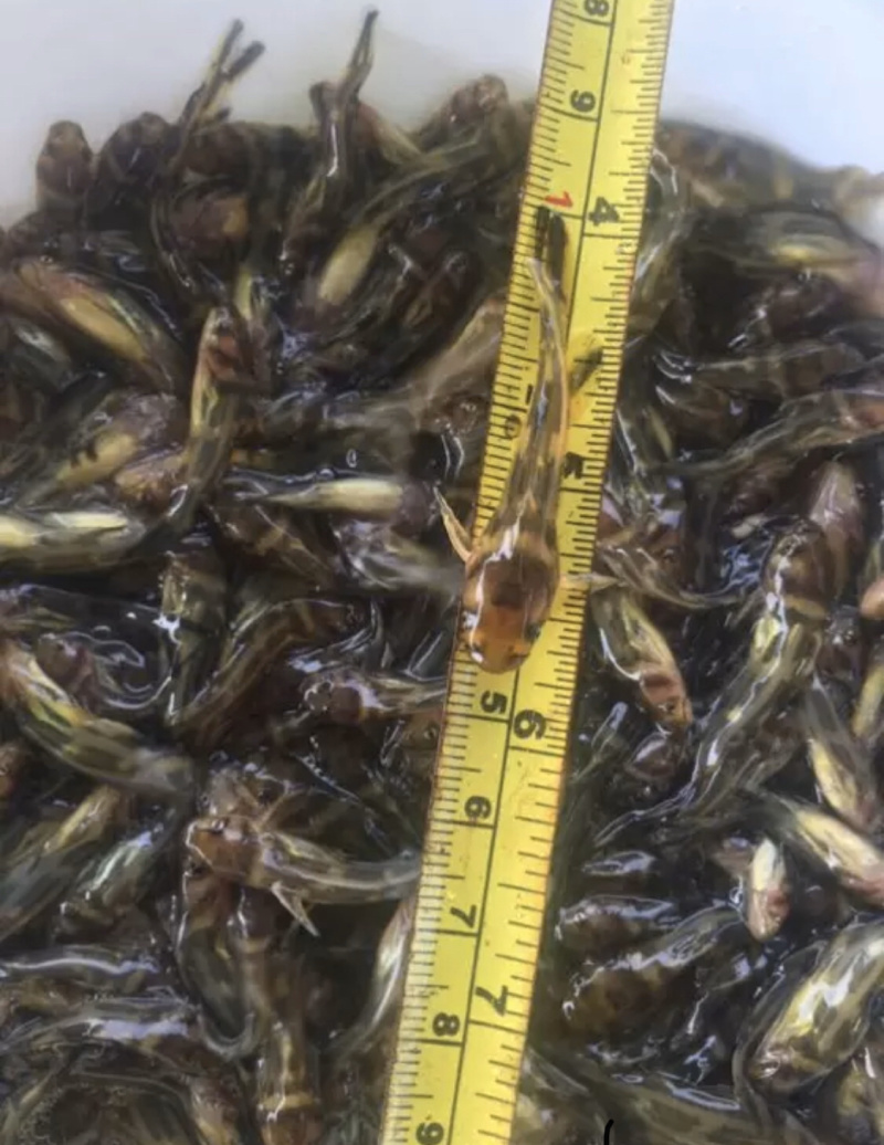 黄骨鱼，黄颡鱼，黄辣丁，水黄蜂，杂交黄骨鱼，包技术指导