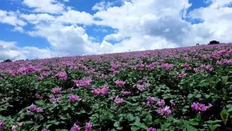 丽江的花心洋芋