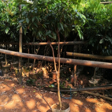 荔枝苗，大苗
