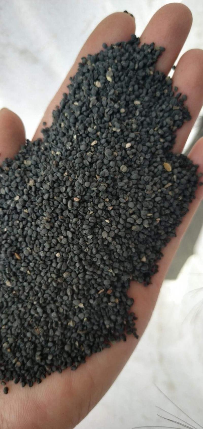 黄芩种子，保证出芽率免费提供种植技术
