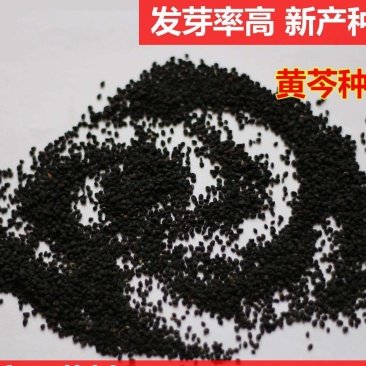 黄芩种子，保证出芽率免费提供种植技术