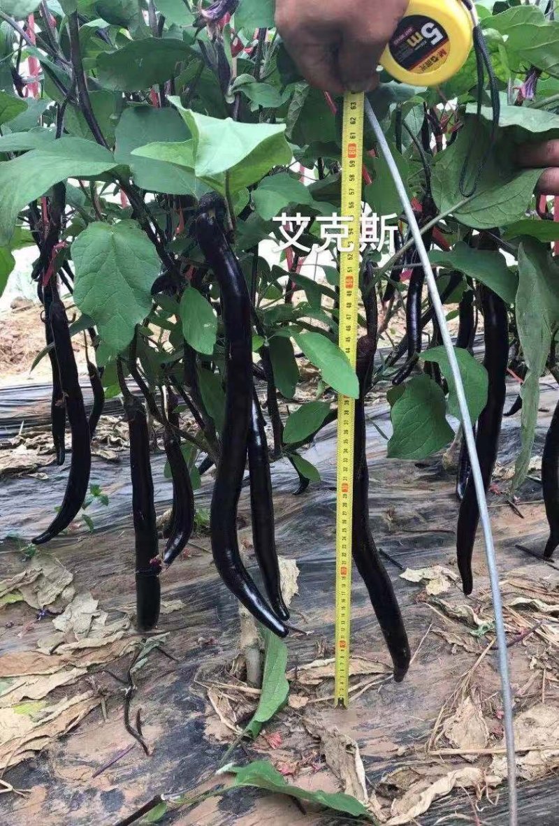 善高【艾克斯】杂交茄子种子早熟紫黑油亮无阴阳面高端茄子种