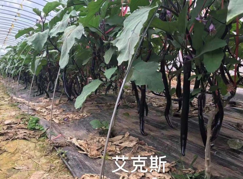 善高【艾克斯】杂交茄子种子早熟紫黑油亮无阴阳面高端茄子种